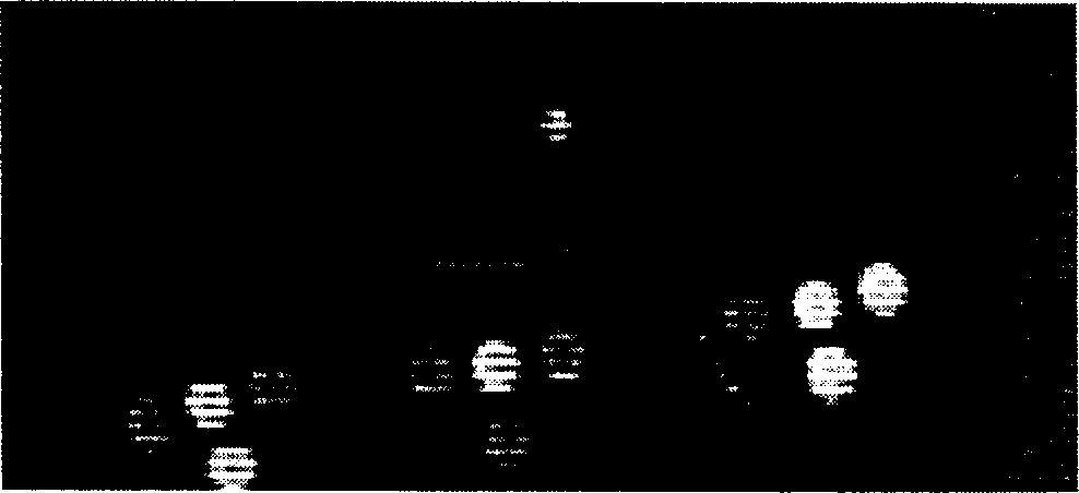 Visual quick identifying method for football robot