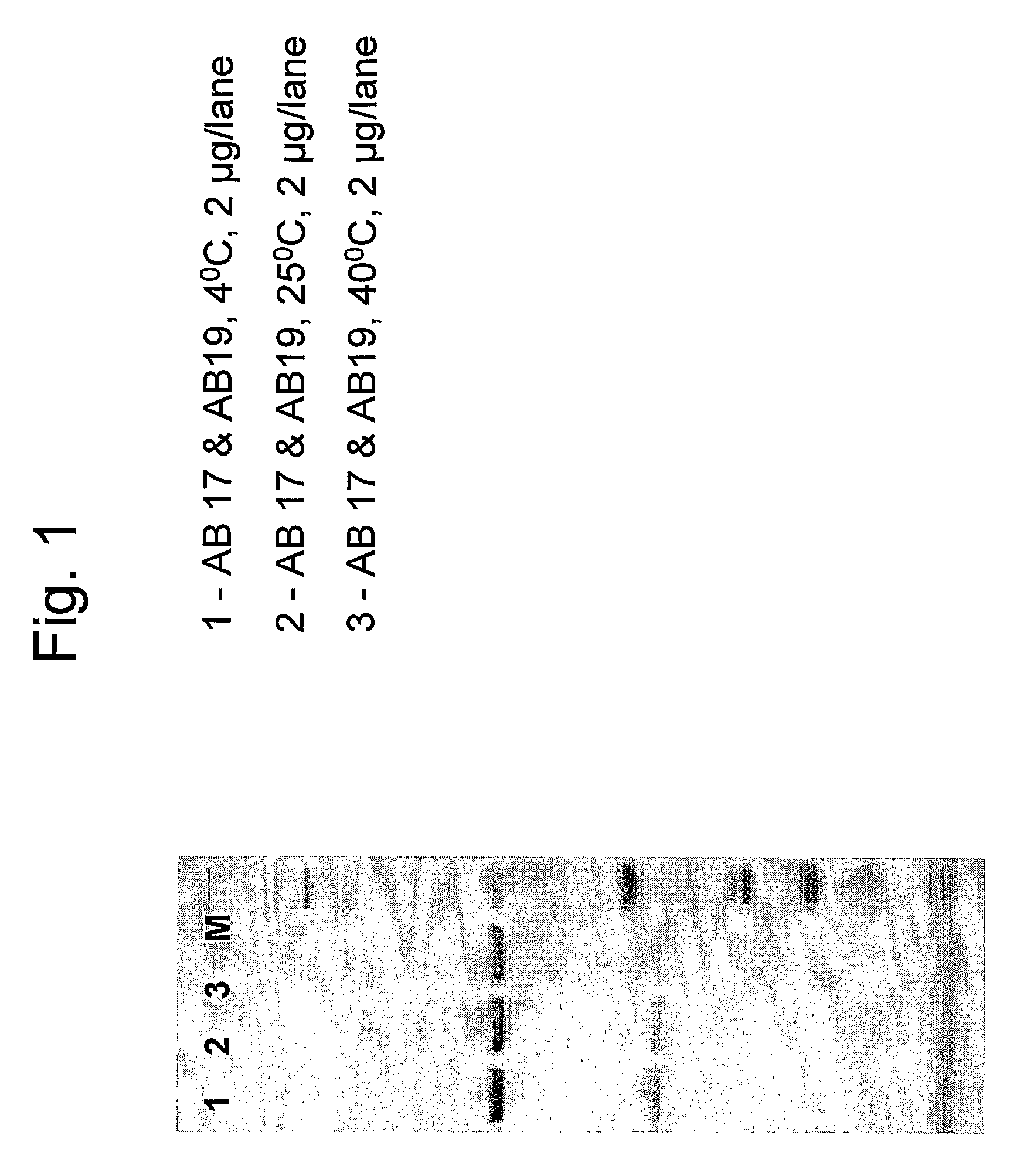 Stabilized anti-hepatitis B (HBV) antibody formulations