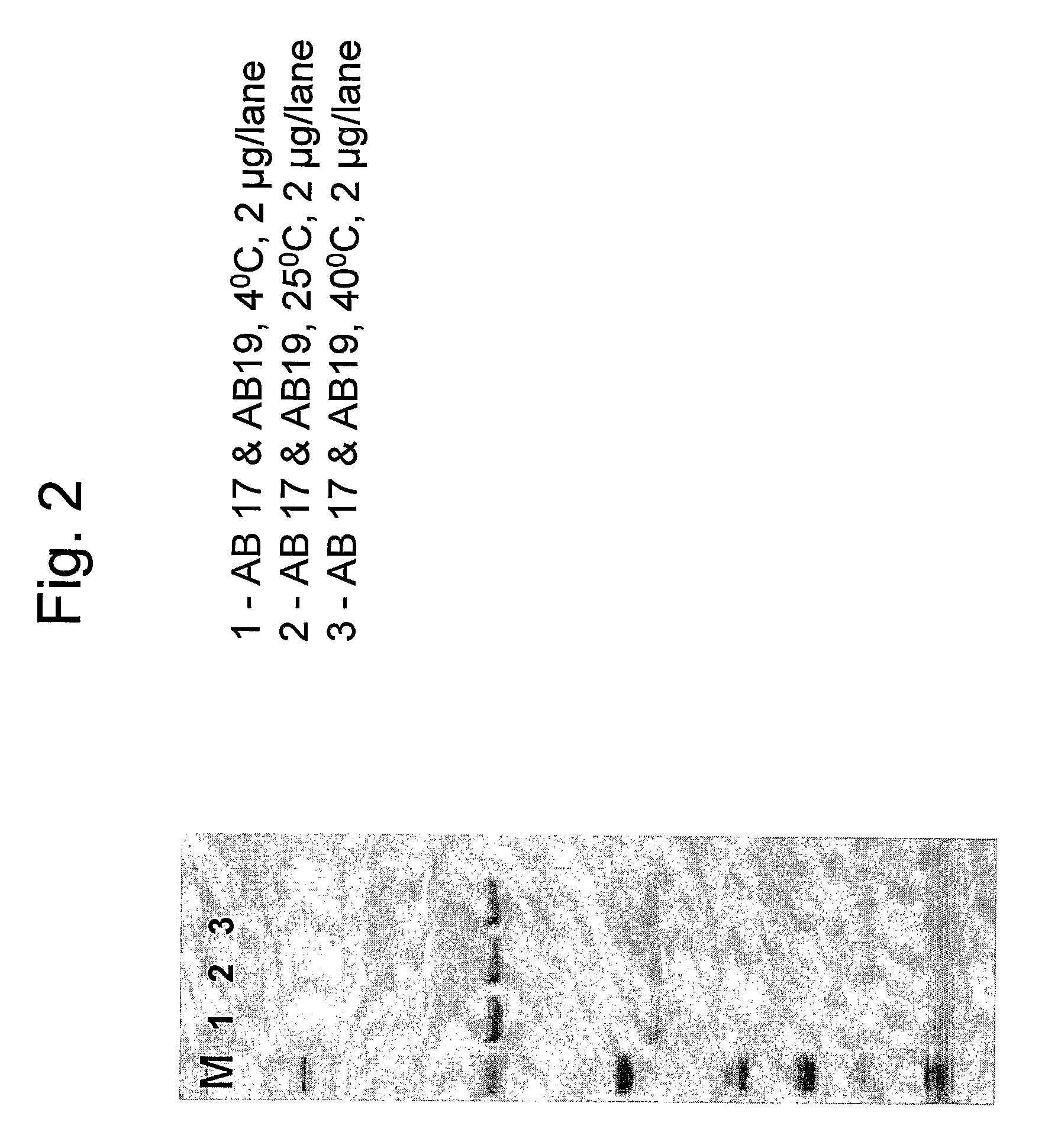 Stabilized anti-hepatitis B (HBV) antibody formulations