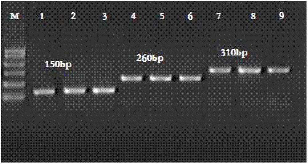 Kit and method for detecting mutant alpha-Mediterranean anemia genes through HRM (high resolution melting) method