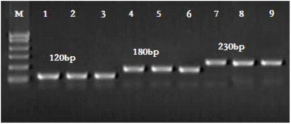 Kit and method for detecting mutant alpha-Mediterranean anemia genes through HRM (high resolution melting) method