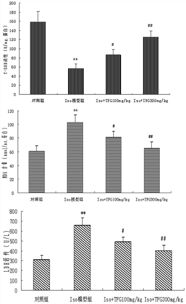 Application of Gynostemma Gynostemma Total Flavonoids in Preparation of Drugs for Preventing and Treating Myocardial Hypertrophy