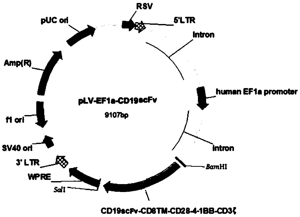 Preparation method and application of chimeric antigen receptor T cell of targeted CD19