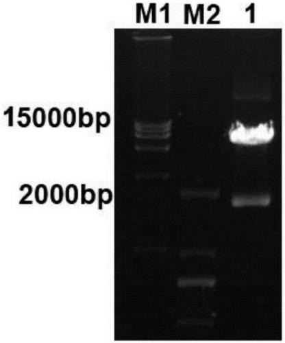 Preparation method and application of chimeric antigen receptor T cell of targeted CD19