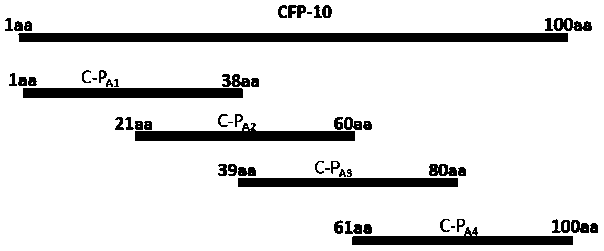 Delayed hypersensitivity epitope polypeptide of mycobacterium bovis cfp-10 and its application