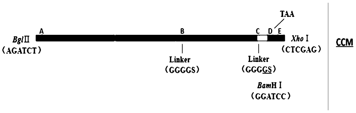 Delayed hypersensitivity epitope polypeptide of mycobacterium bovis cfp-10 and its application