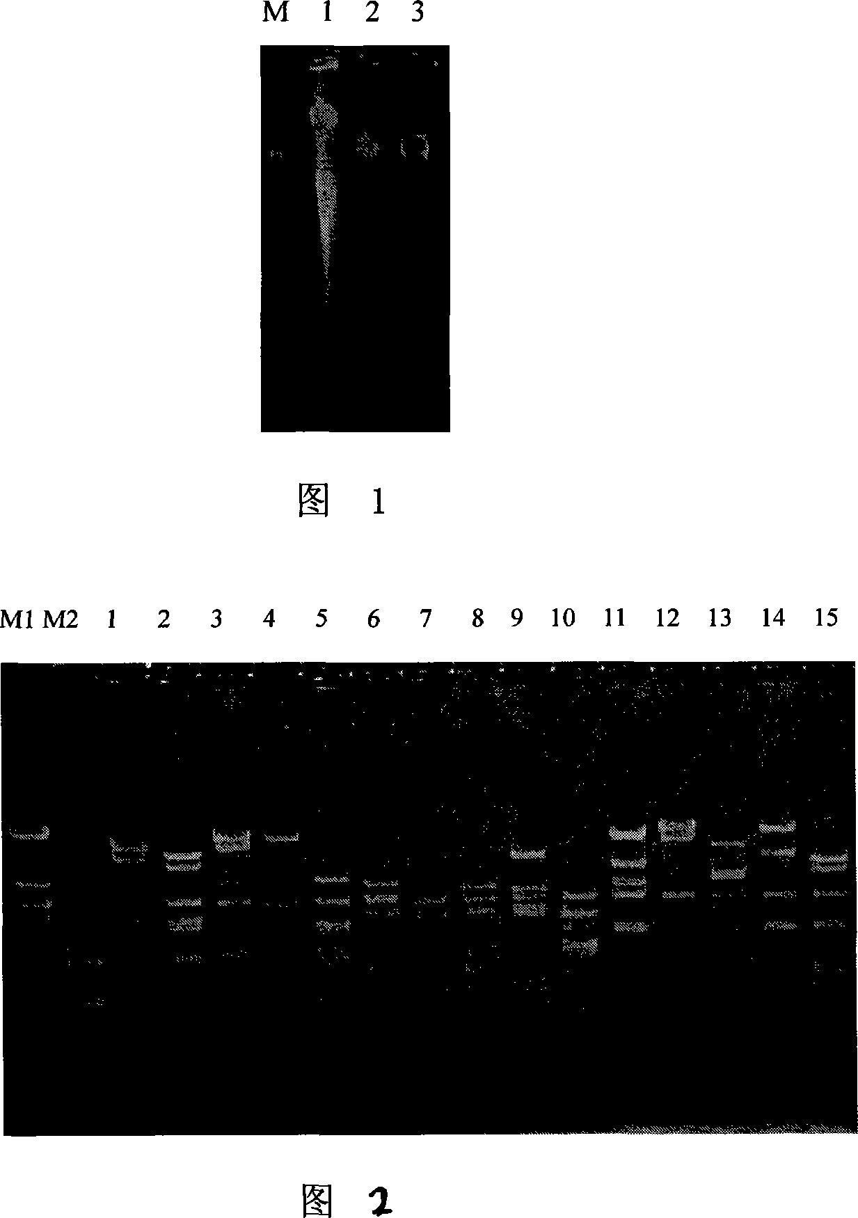 Beta-glucosidase and its coding gene and application