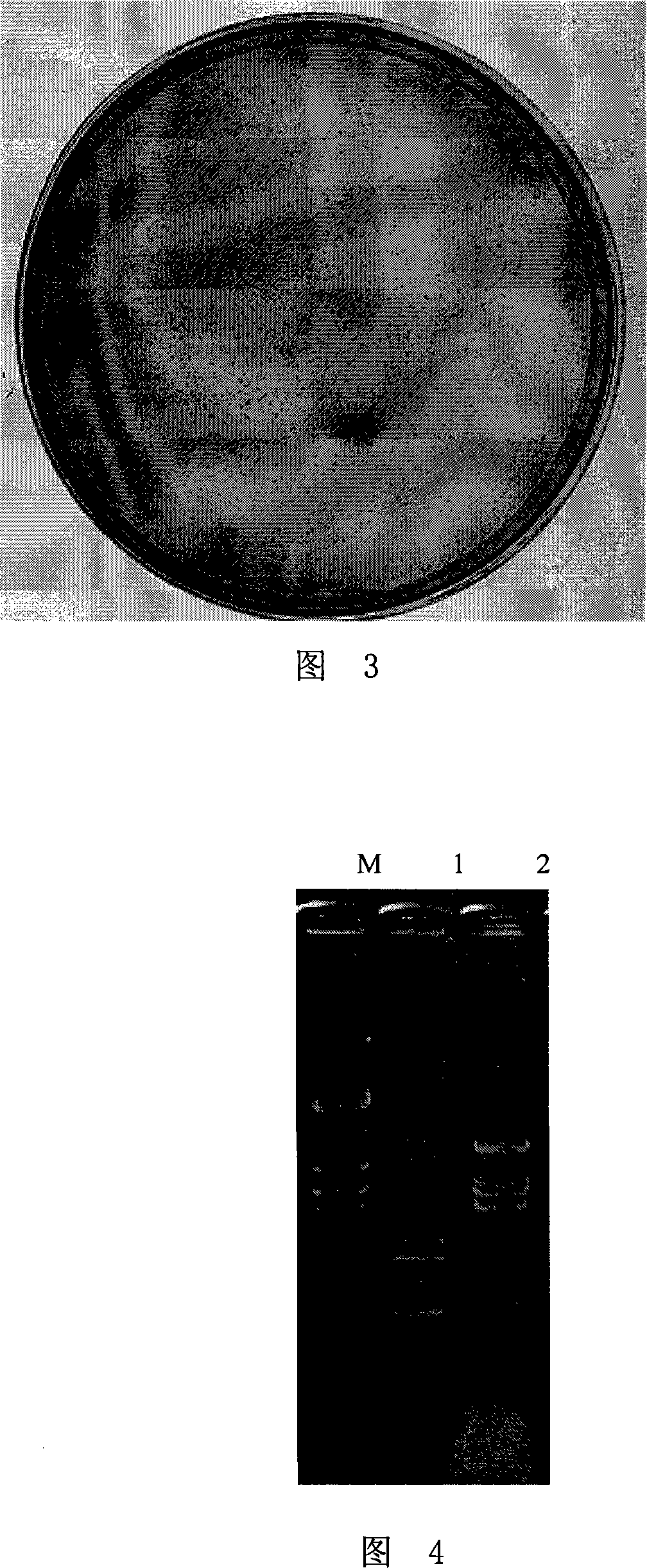 Beta-glucosidase and its coding gene and application