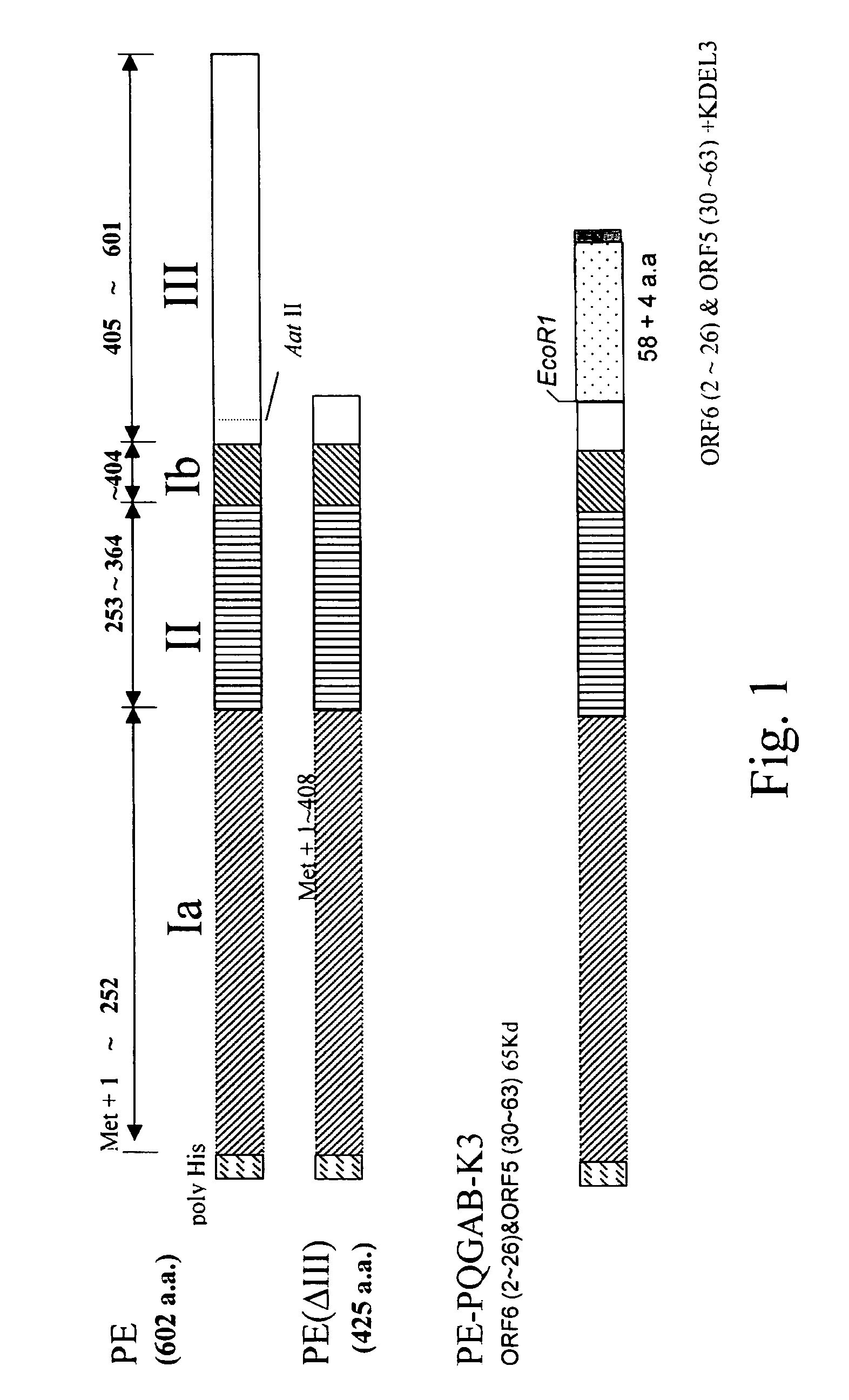 Fusion protein of porcine reproductive and respiratory syndrome virus as PRRS vaccine