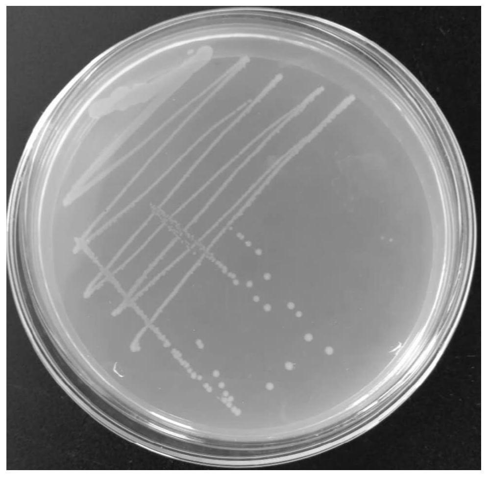 Use of bile acid complex microbial inoculant in preparing pig feed additive