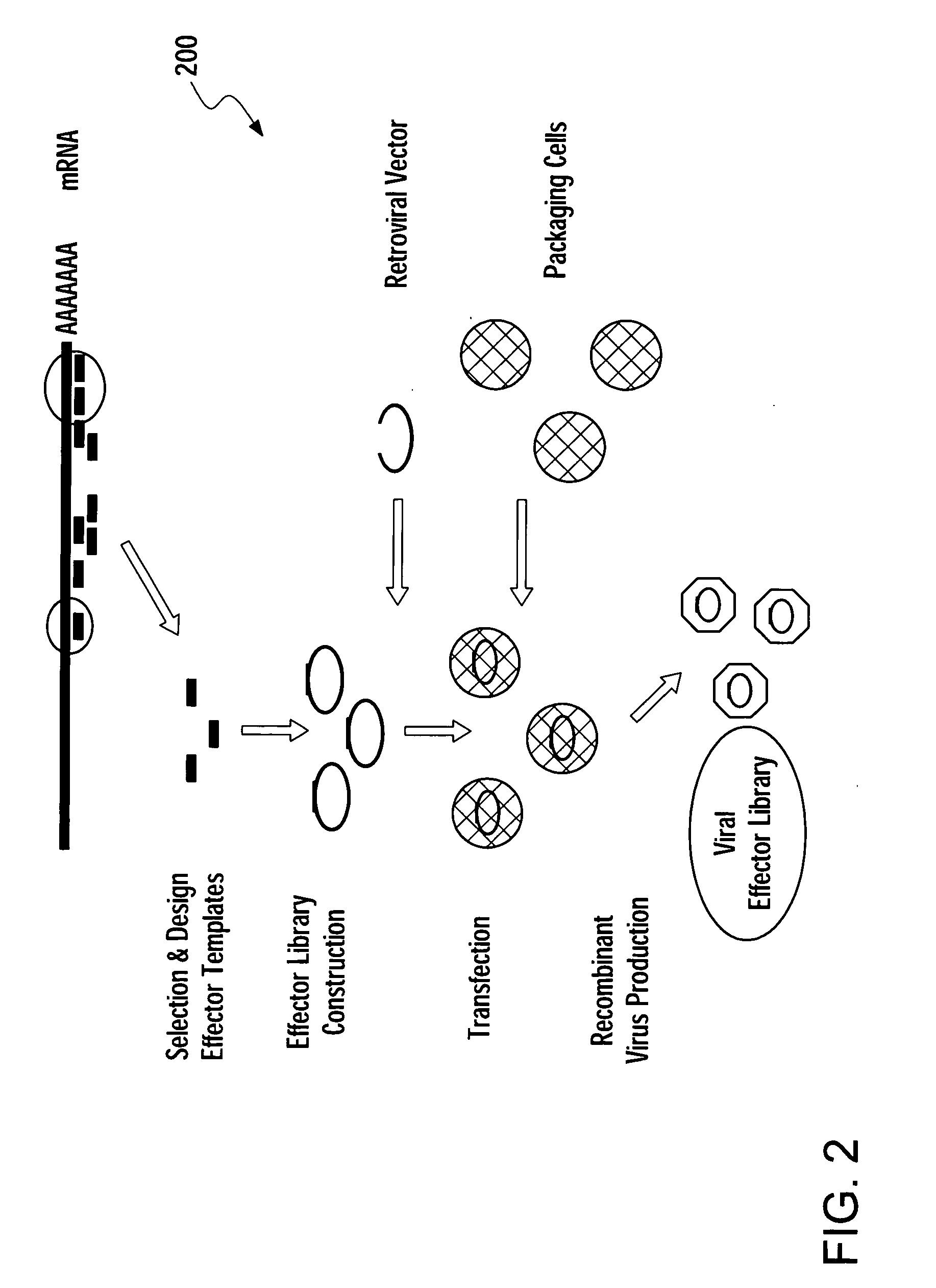 Methods for gene function analysis