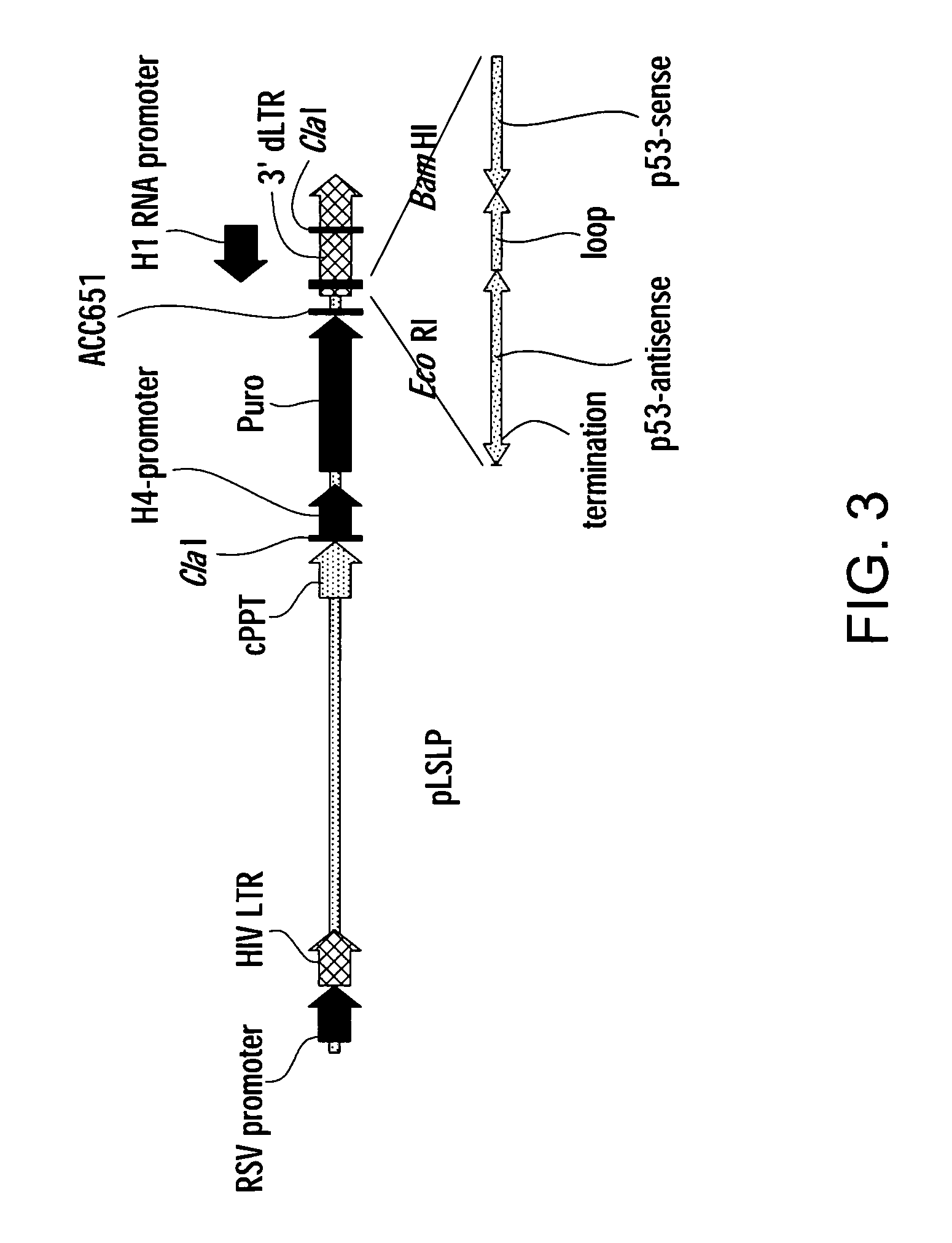 Methods for gene function analysis