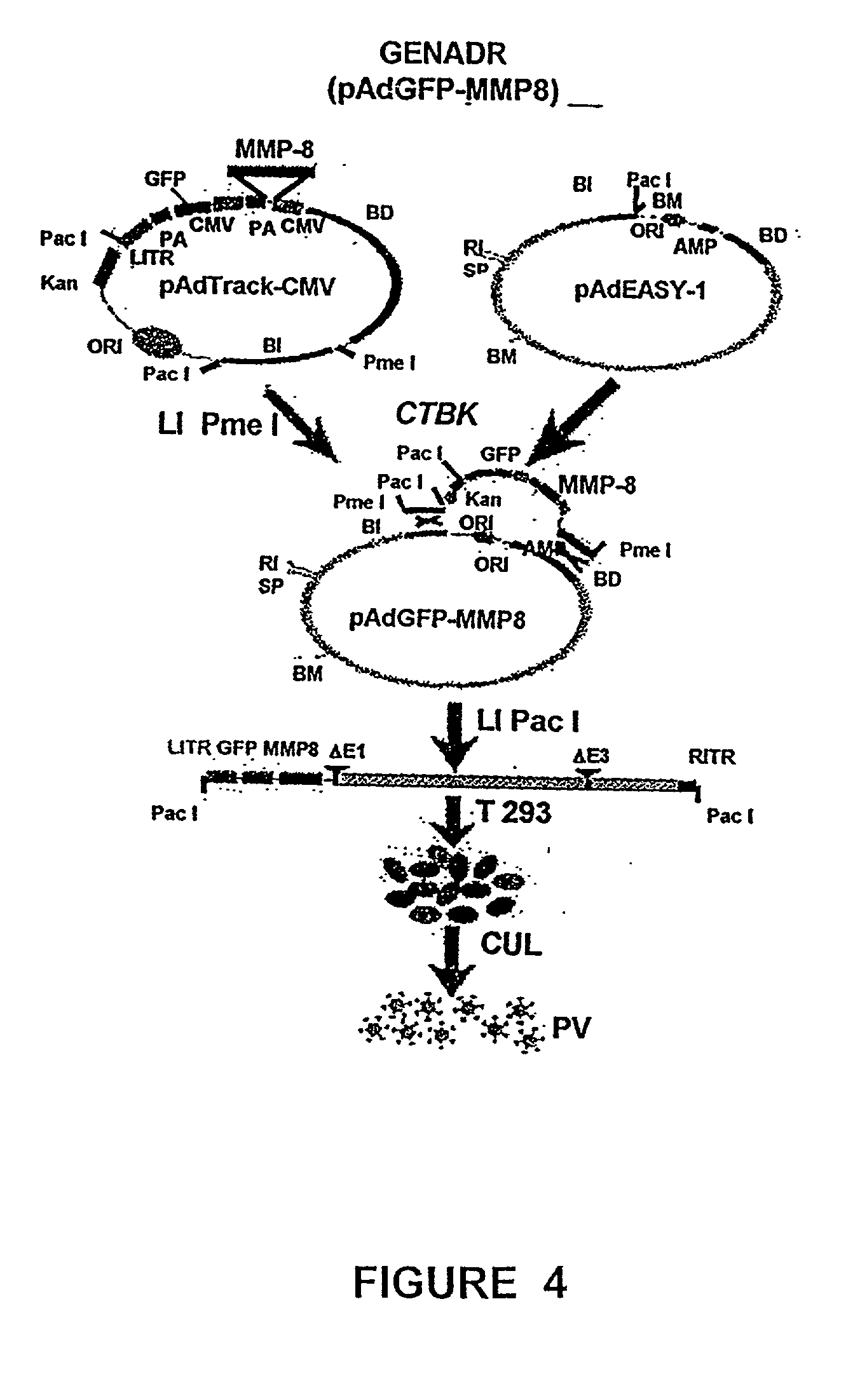 Recombinant adenoviral vectors and their utility in the treatment of various types of fibrosis: hepatic, renal, pulmonary, as well as hypertrophic scars