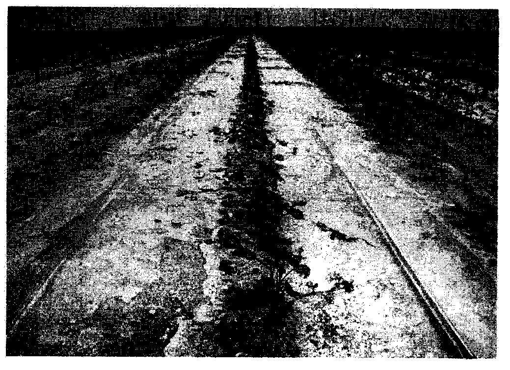 Drip-irrigation type salt stress-alleviating and disease-preventing biological bacterial fertilizer and preparation method thereof