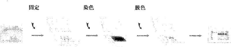 Rapid staining method for biopolymers