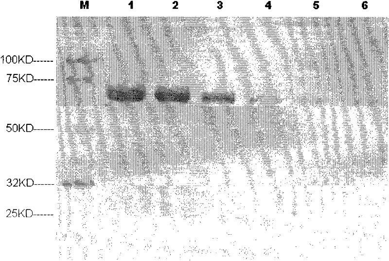 Rapid staining method for biopolymers