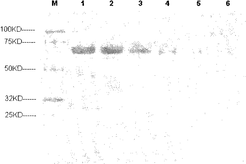 Rapid staining method for biopolymers