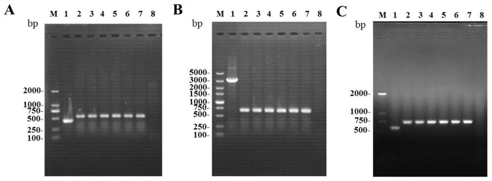 A pseudorabies virus tk, ge, gi and gg gene deletion strain and preparation method and application thereof