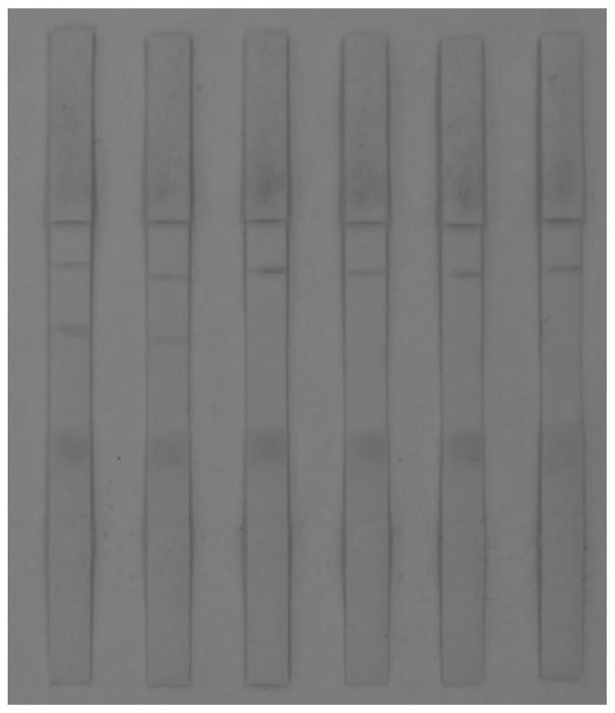 Test strip for detecting aristolochic acid A and aristolochic acid B in traditional Chinese medicine and preparation method of test strip