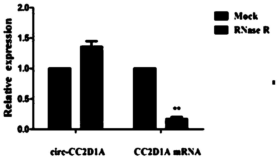 Application of novel gastric cancer marker gene circPTPDC1