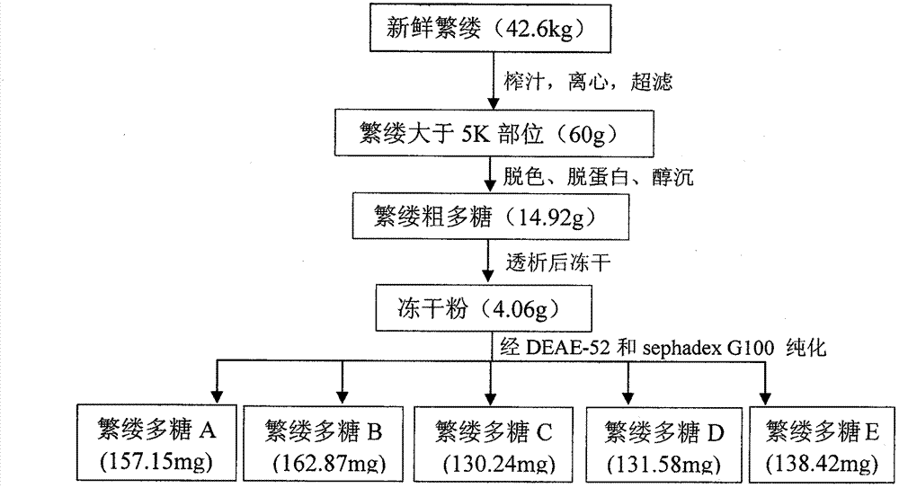 Chickweed polysaccharide composition and applications thereof in preparation of antiviral medicine