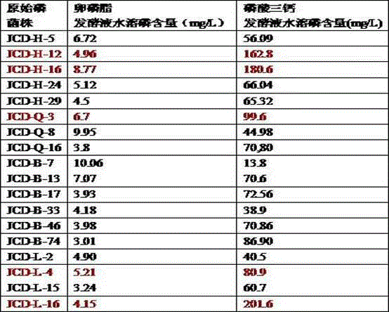 Bacillus amyloliquefaciens with phosphate solubilizing, disease preventing and growth promoting functions and application thereof