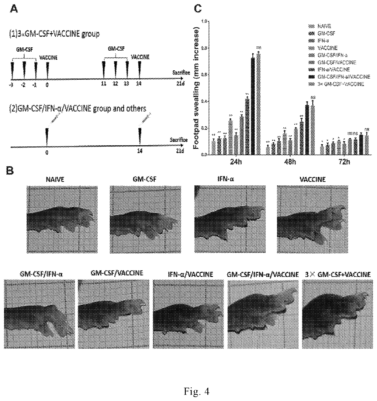 Immunopotentiator, immunotherapeutic pharmaceutical composition and its preparation and use