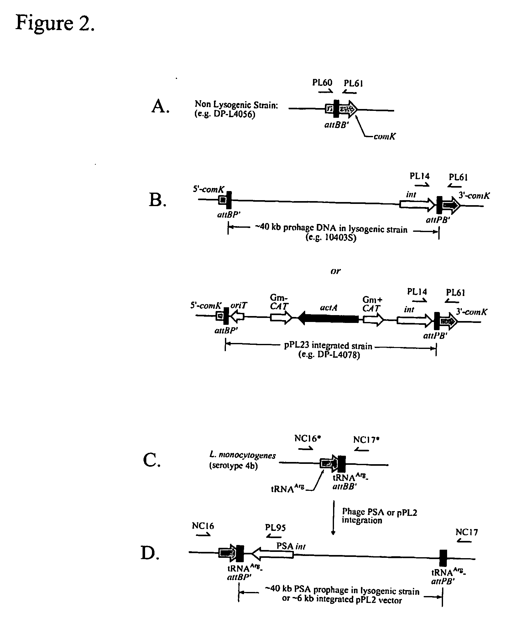 Site specific listeria integration vectors and methods for using the same