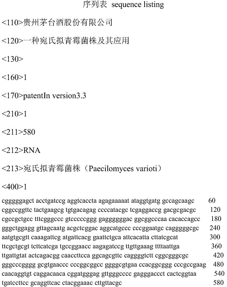 A kind of Paecilomyces variotii strain and application thereof