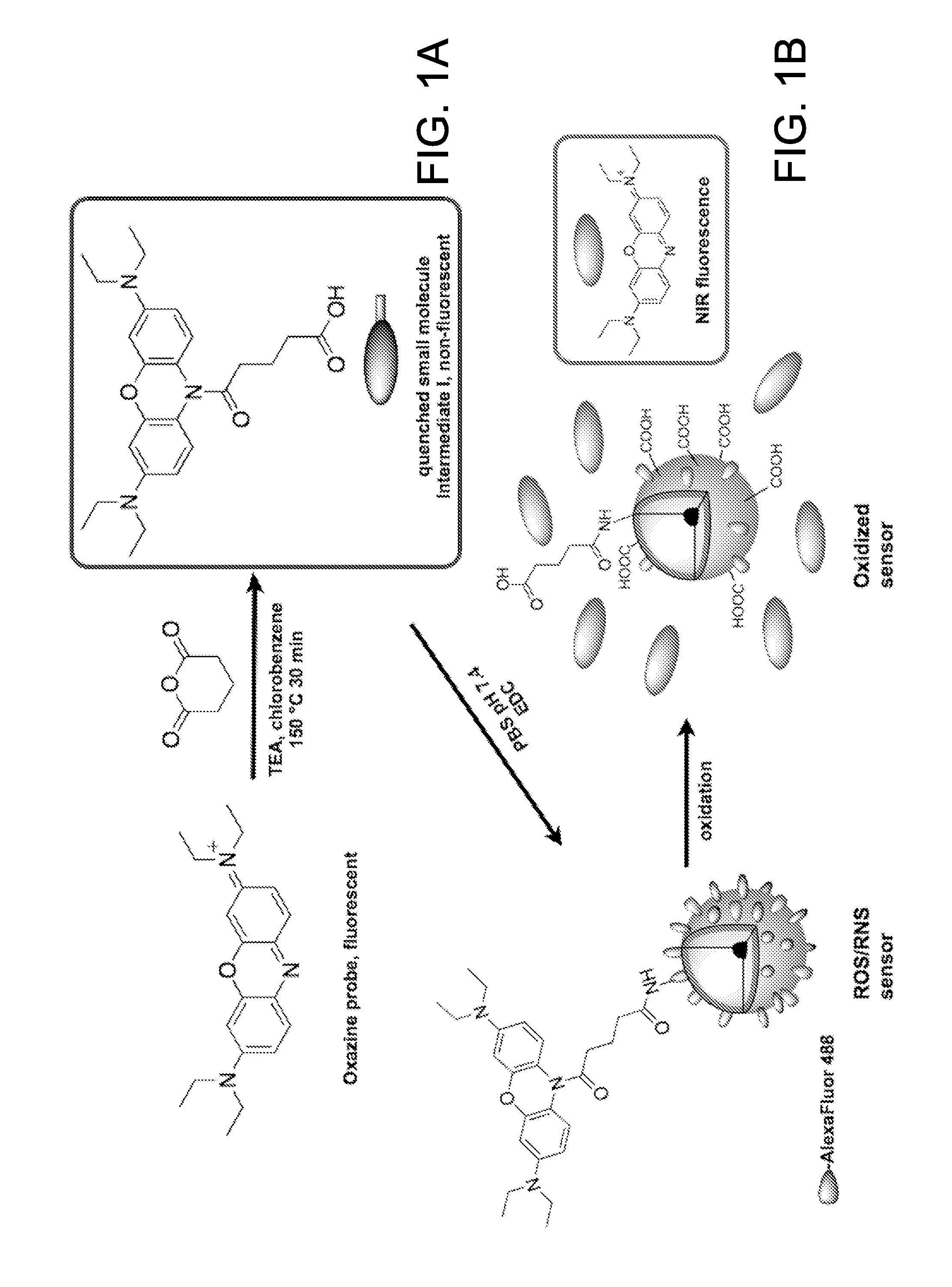 Optical sensor conjugates for detecting reactive oxygen and/or reactive nitrogen species in vivo