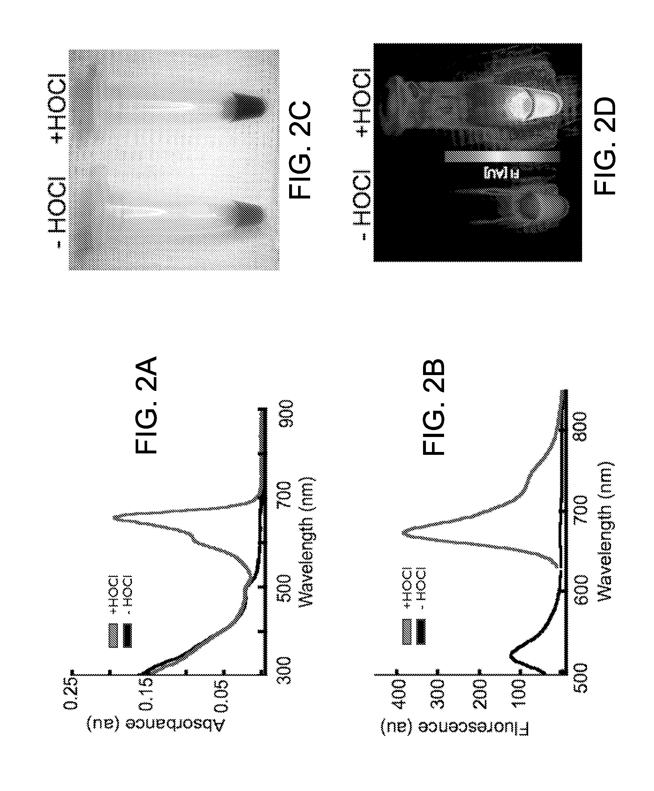 Optical sensor conjugates for detecting reactive oxygen and/or reactive nitrogen species in vivo