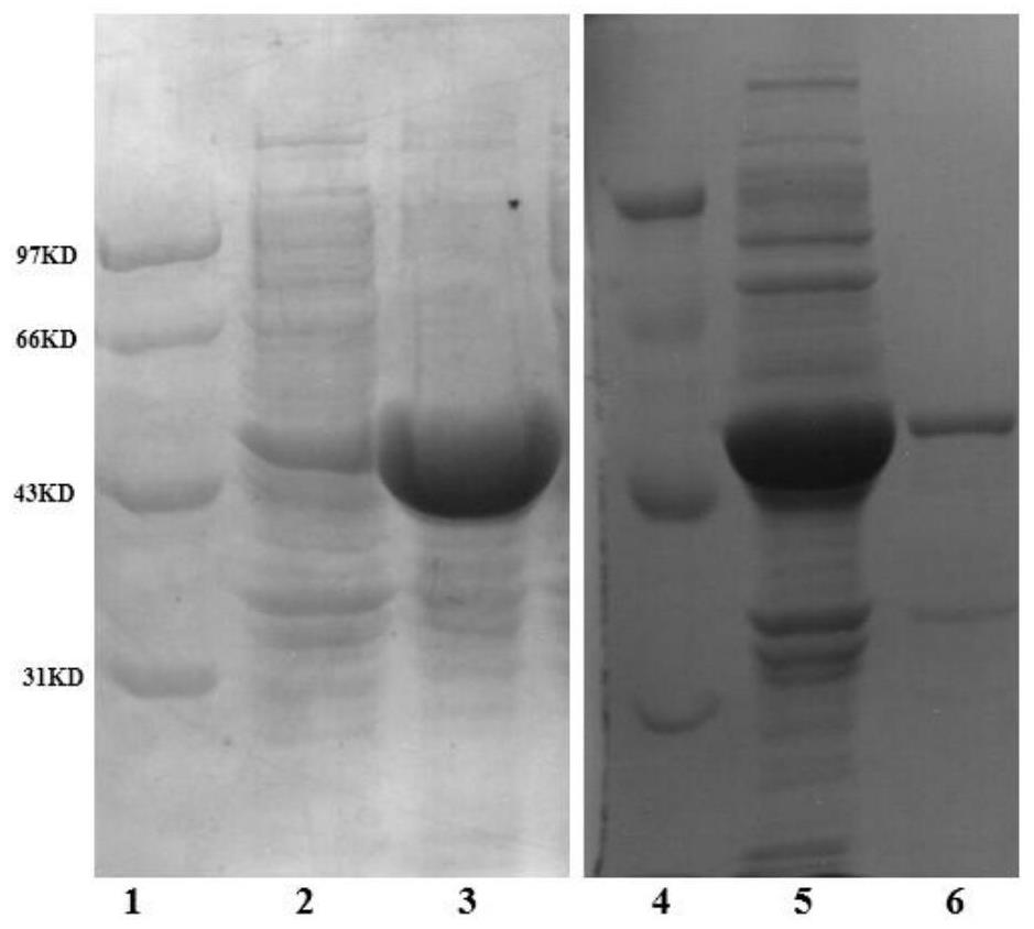 Transaminase mutant and application thereof