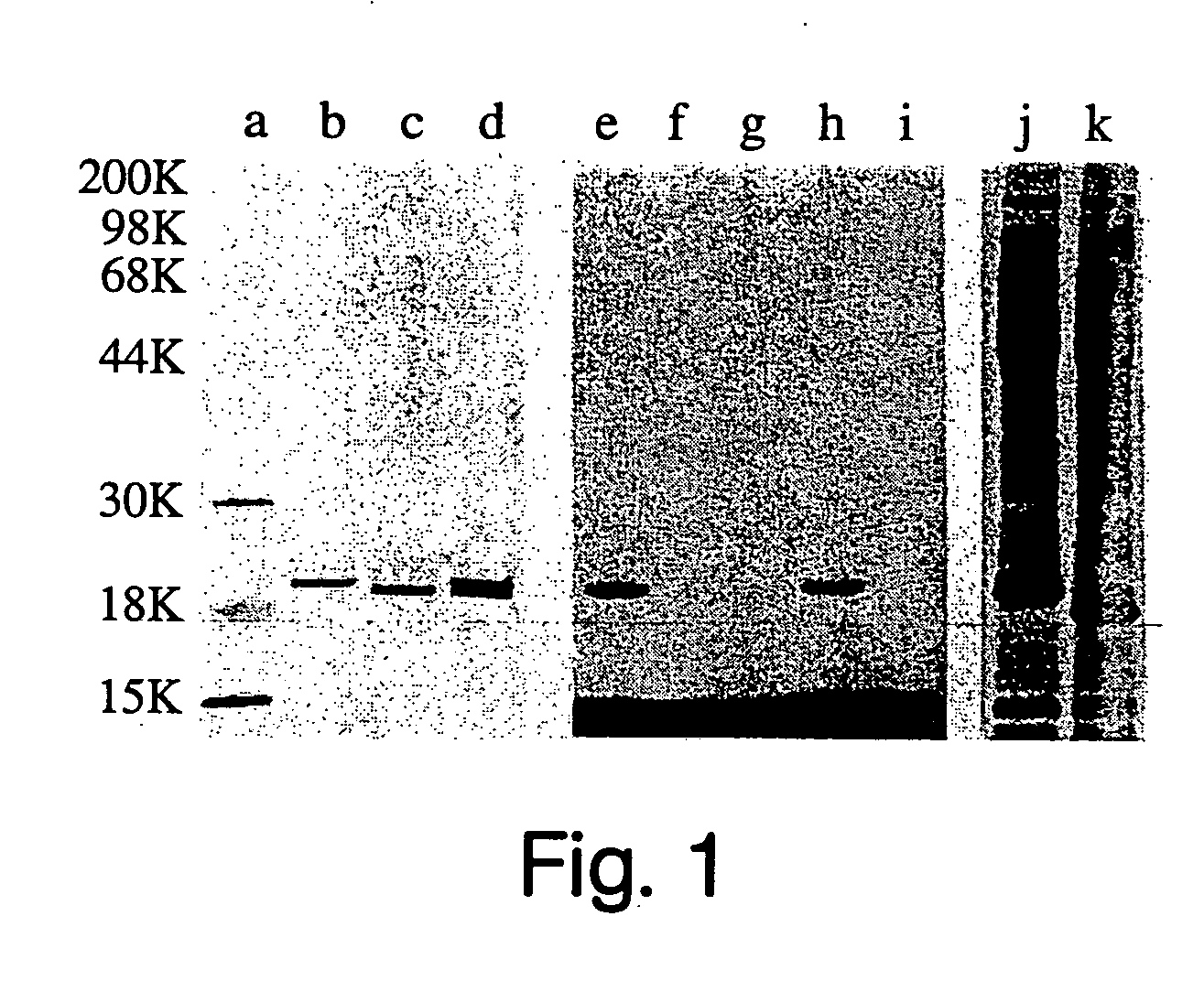 Hydrophobically-modified protein compositions and methods