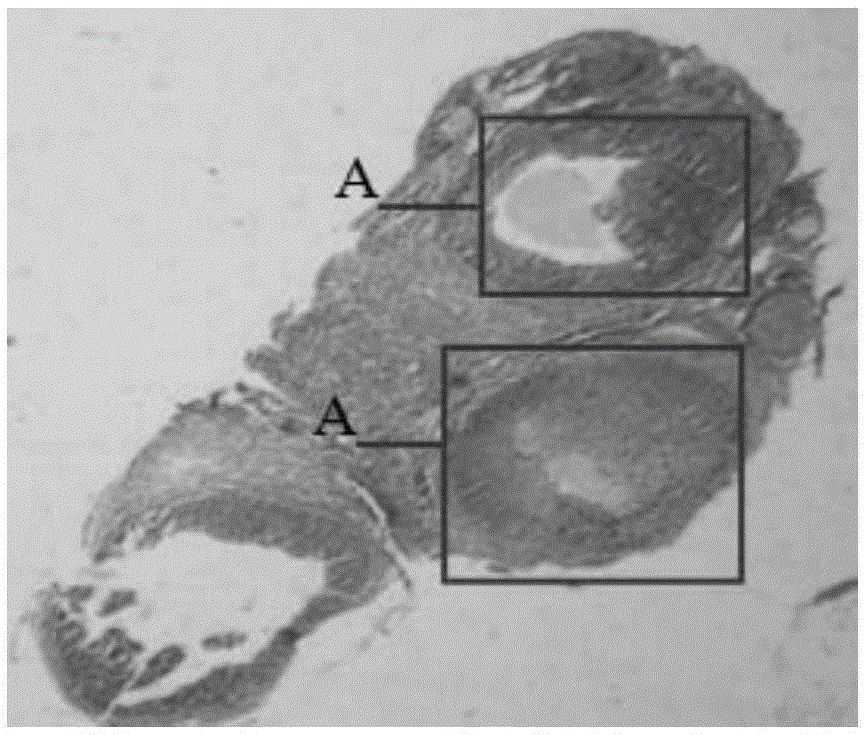 Preparation method of a kind of animal model of phlegm and blood stasis mixed ovarian cyst