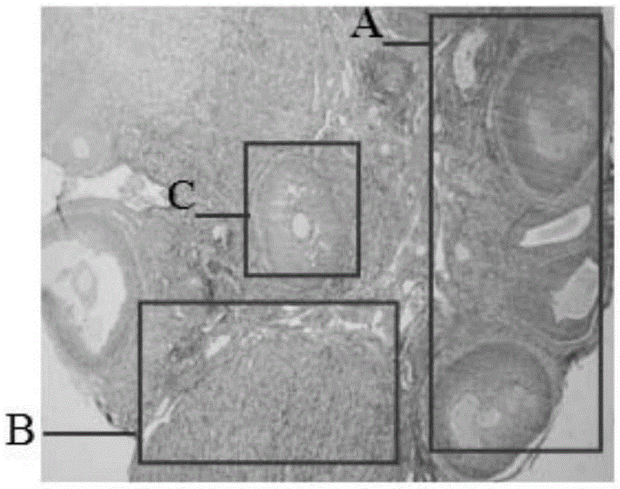 Preparation method of a kind of animal model of phlegm and blood stasis mixed ovarian cyst