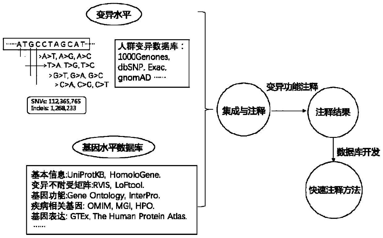 Method for quickly annotating gene mutations of human beings