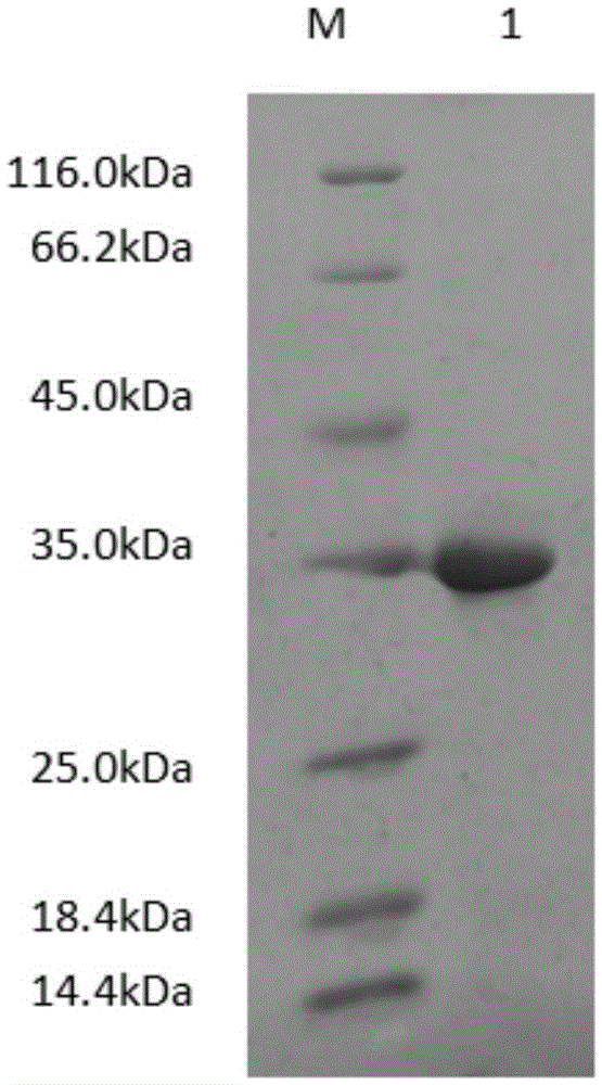 Alcohol dehydrogenase LC3 and gene and application thereof