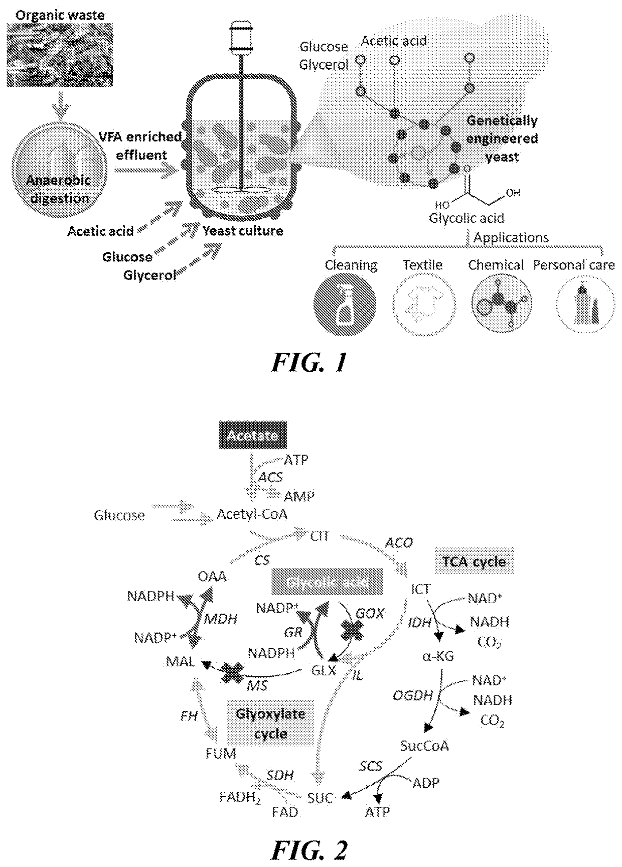 Genetically engineered yeast yarrowia lipolytica and methods for producing bio-based glycolic acid