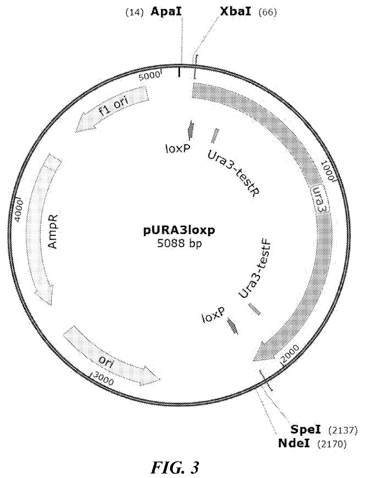 Genetically engineered yeast yarrowia lipolytica and methods for producing bio-based glycolic acid