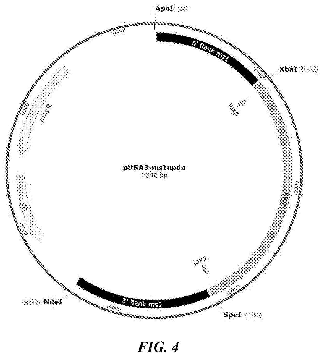 Genetically engineered yeast yarrowia lipolytica and methods for producing bio-based glycolic acid