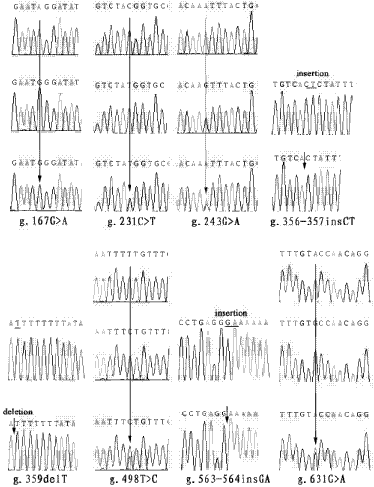 Molecular marker method for detecting low abdominal fat percentage of Gaoyou ducks and application