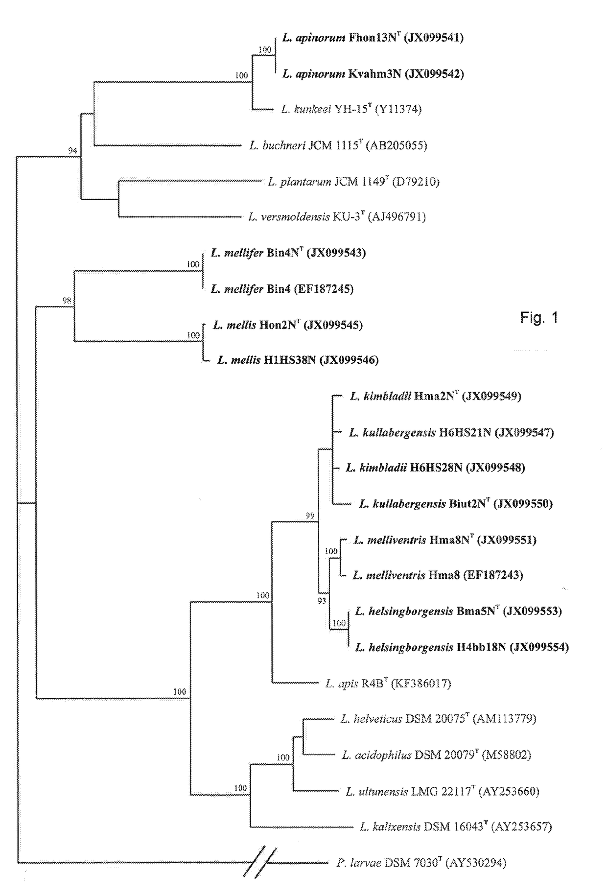 Lactobacillus apinorum and lactobacillus mellifer from honeybees in medical, food and feed applications