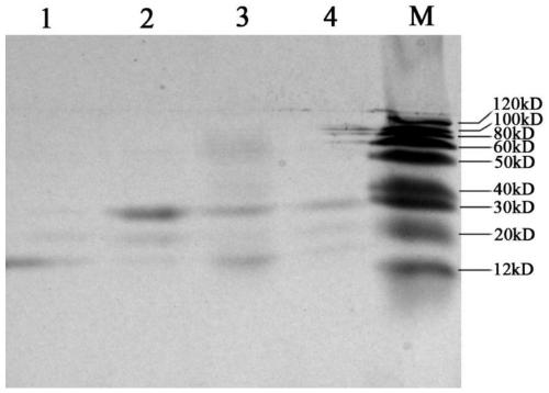 rbcg expressing brucella melis l7/l12 gene and its construction method and application