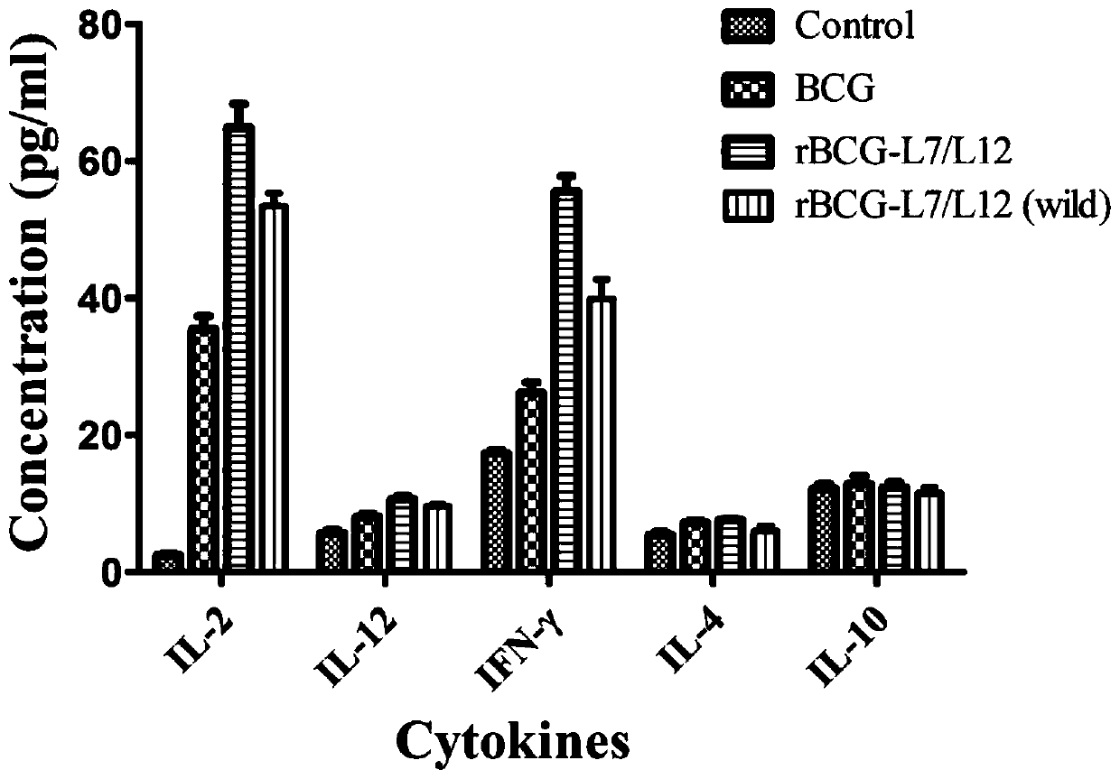 rbcg expressing brucella melis l7/l12 gene and its construction method and application