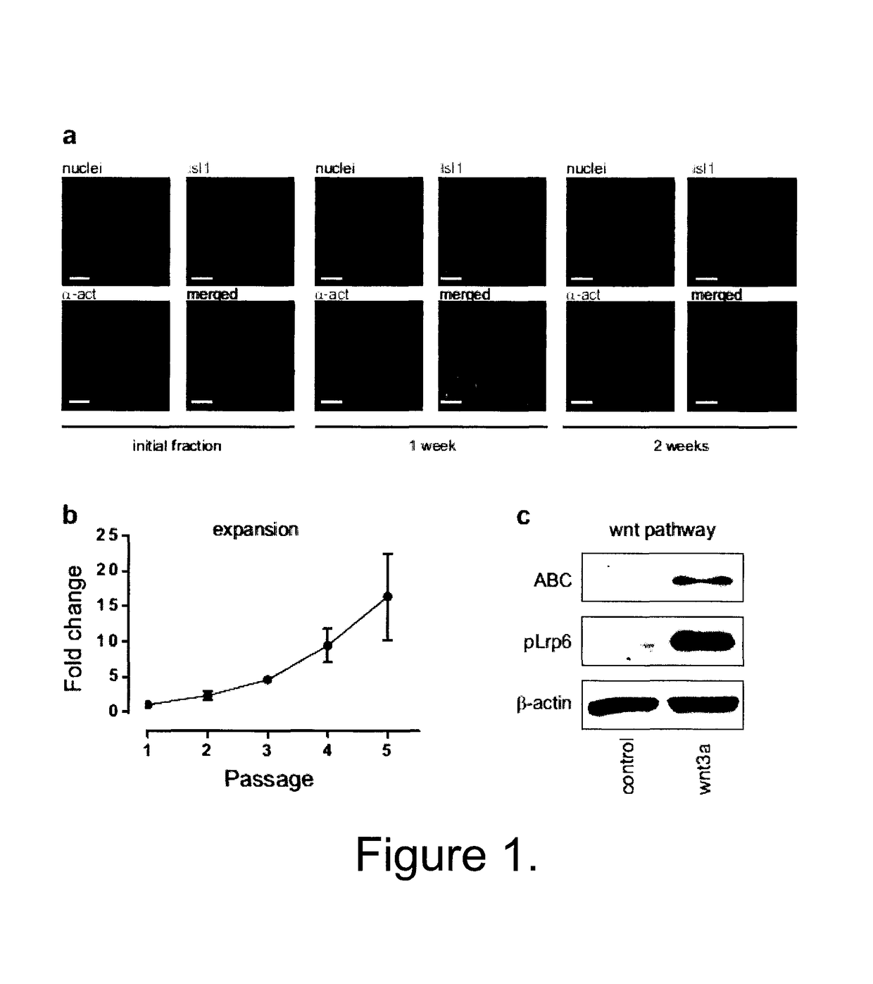 Derivation and self-renewal of lsl1+ cells and uses thereof