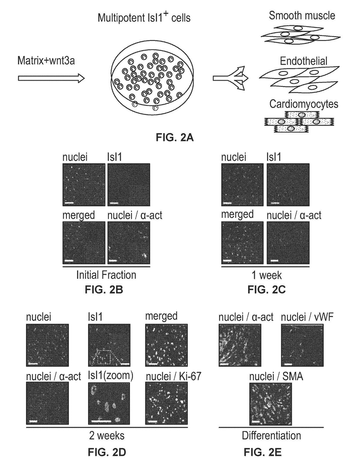 Derivation and self-renewal of lsl1+ cells and uses thereof