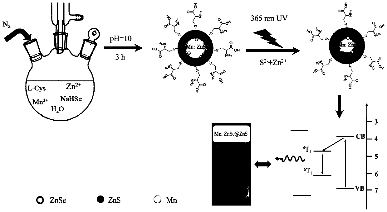 Light irradiation Mn:ZnSe@ZnS quantum dot photoelectric sensor as well as preparation method and application thereof