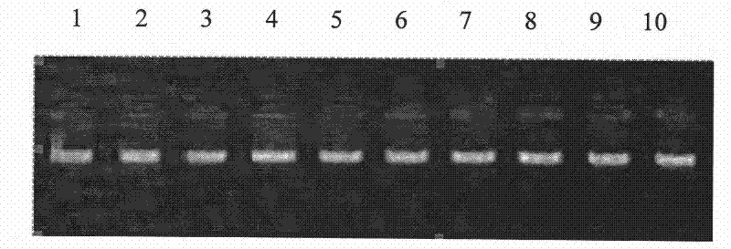 Single nucleotide polymorphism of GHRHR genes in dairy goat and detection method thereof