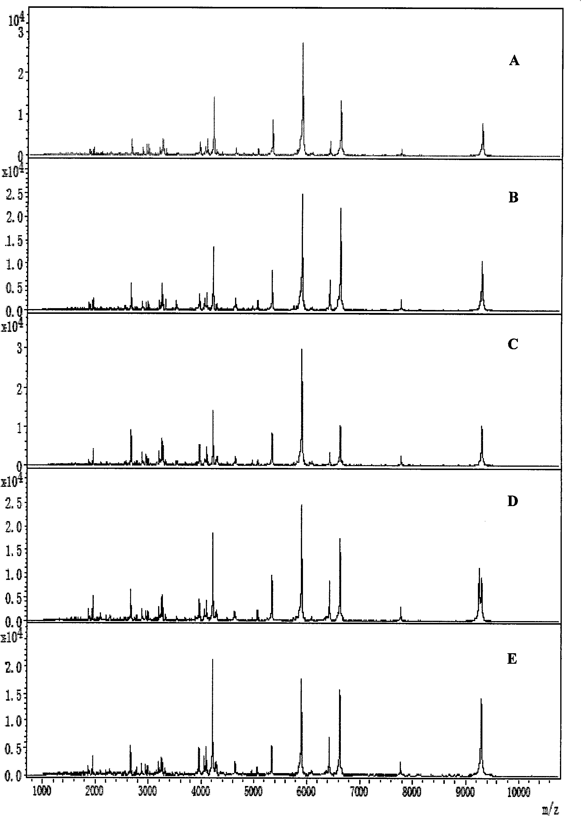 Mass spectrum model used for detecting liver cancer characteristic protein and preparation method thereof