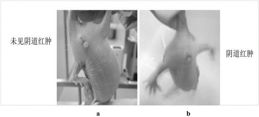 Method for increasing reproductive rate of heterocephalus glabers